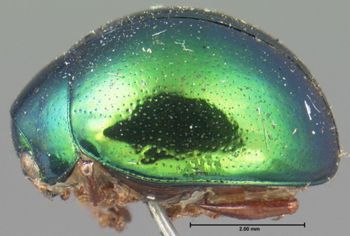 Media type: image; Entomology 17298   Aspect: habitus lateral view